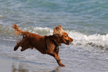 Dog running onthe beach