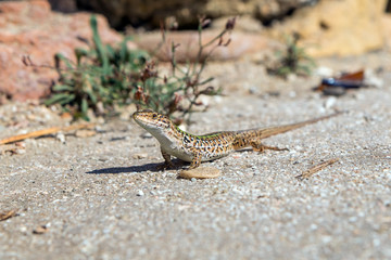 Lizard on a beach in Italy