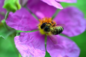 Biene auf einer lila Blüte