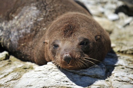 The sea lion is basking in the sun on a rocky shore