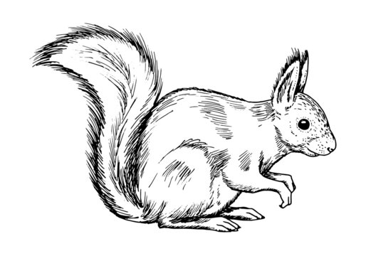 Drawing of red squirell - hand sketch of animal Sciurus vulgaris, black and white illustration