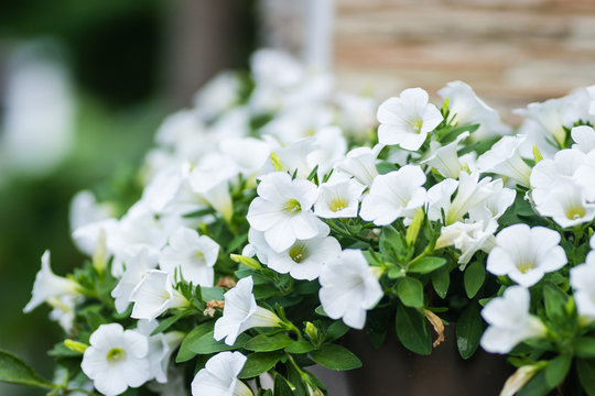 Fototapeta Leptokarya, Greece - June 09, 2018: Beautiful white flowers plants Petunia 