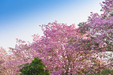 Obraz premium Tabebuia rosea is a Pink Flower neotropical tree