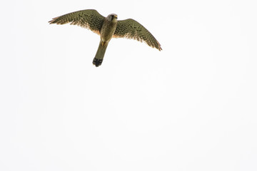 European kestrel in front of a bright sky