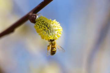 Honigbiene sammelt Nektar auf Blüte08
