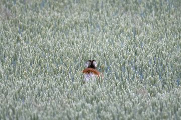 European roe deer in a wheat field