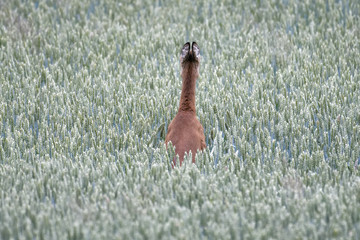 European roe deer in a wheat field