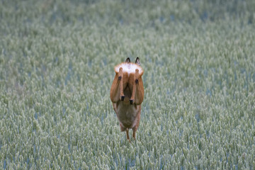 European roe deer in a wheat field