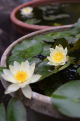 miniature water lily in the bowl / 手水鉢で育てるミニ睡蓮の花(ミニ盆栽) - タテ撮