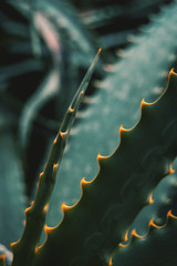 Leaf with green thorns of an aloe vera