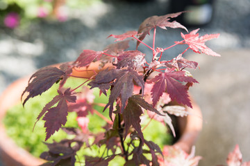 Acer tree with red maple leaves in a garden