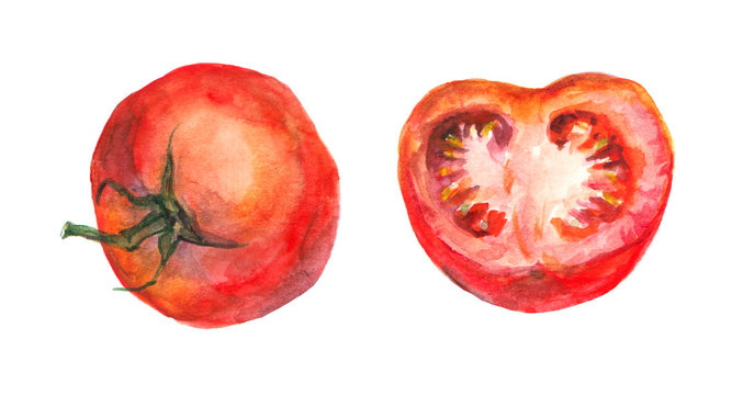 Watercolor painted tomato and half