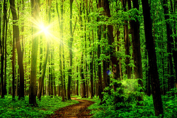 forest trees. nature green wood sunlight backgrounds. sky