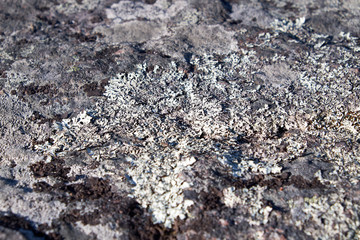 lichen and moss on stones