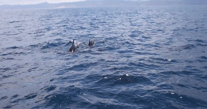 pilot whales, cetaceans in the family Globicephala, or blackfish, swimming in the ocean Atlantic, in Strait of Gibraltar, next to Mediterranean Sea, between Spain and Morocco, Europe and Africa 
