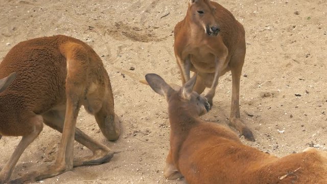 Close-up of adult red kangaroos resting at the zoo, 4K