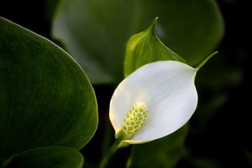Fototapeta premium Bog arun, Calla palustris