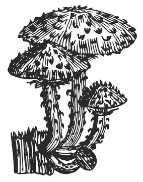 Mushroom - fungi #vector #isolated - Pilz