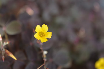 Beautiful yellow flowers with clover leaves of purple green