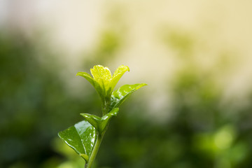 Close-up  Young plant in the morning light on Green background with copy space