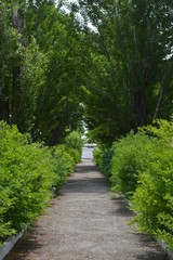 Fototapeta na wymiar alley and concrete white curbs with beautiful bushes and green poplar trees
