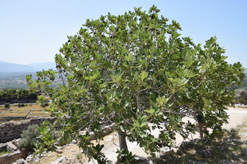 Koutsopodi, Grèce