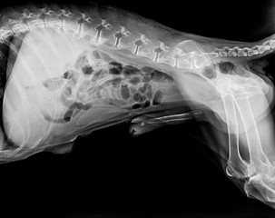 X-ray film of dog lateral view closed up in thorax standard and abdomen- veterinary medicine and Veterinary anatomy Concept -black and white color