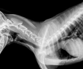 X-ray film of dog lateral view closed up in thorax standard and chest- veterinary medicine and Veterinary anatomy Concept -black and white color