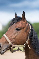 Obraz premium Portrait of nice quarter horse