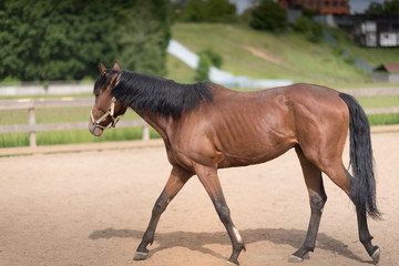 Fototapeta premium Portrait of nice quarter horse