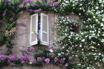 Windows surrounded by purple bougainvillea and  jasmine flowers