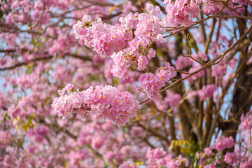 Fototapeta premium Tabebuia rosea is a Pink Flower neotropical tree