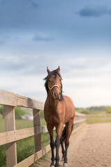 young racing horse at the corral under the blue sky