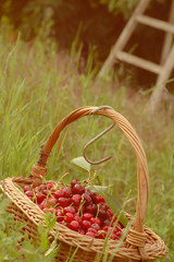 childhood in a grandma garden with a cherry basket