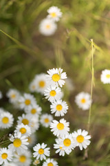 White daisy on green field. selective focus