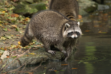 Some raccoons play outside by the water © sandradombrovsky