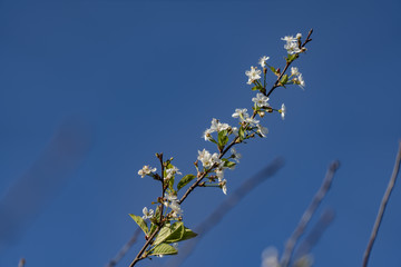 Cherry blossoms in the sky