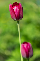 Red tulips in the sun