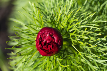 Peony the angustifolia