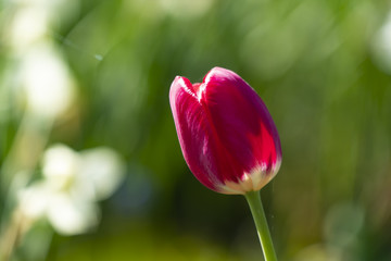red-white tulip in the rays of a sunny day
