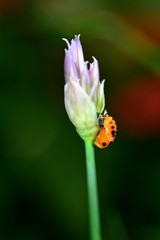 Eine Larve eines Marienkäfers an einer Schnittlauchblüte