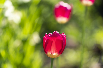red-white tulips in the garden