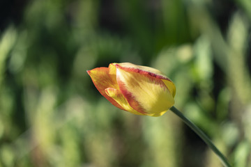 Yellow-red tulip in the sun