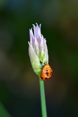 Larve eines Marienkäfers an einer lila Schnittlauchblüte