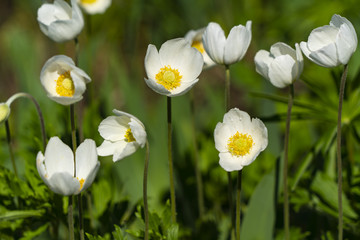 Anemone silvestris in the sun