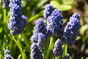 Muscari Armenian in the sun
