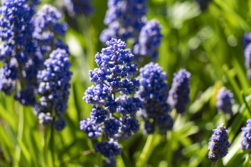 Muscari Armenian close-up