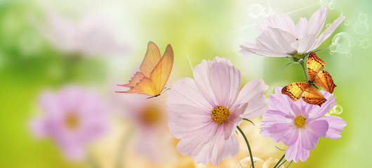 Fototapeta na wymiar Beautiful flowers with butterfly on abstract spring nature background