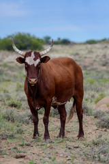 Nguni cattle