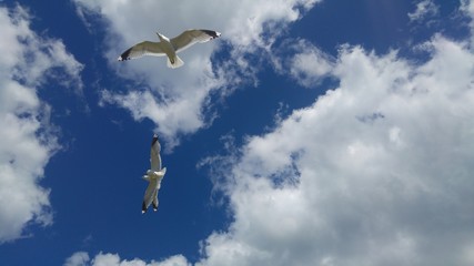 Birds in the sky